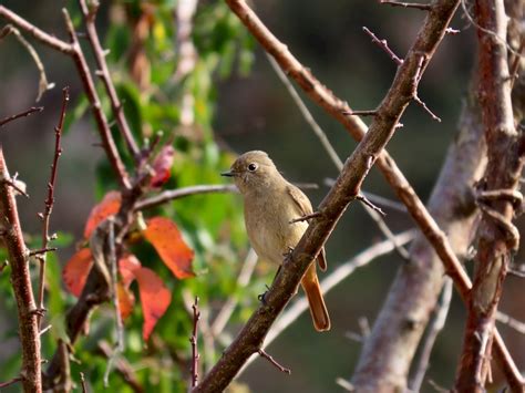 庭 鳥|庭に野鳥を呼ぼう！！